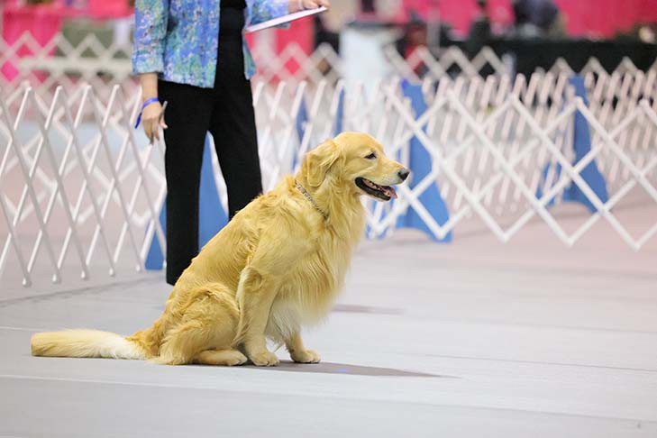 First Place Novice Class: Cashmere's Spirit In The Sky CD BN GN RA ACT1 ACT2J CGC TKN (Kasper), Golden Retriever. Handled by: Karen Thompson.