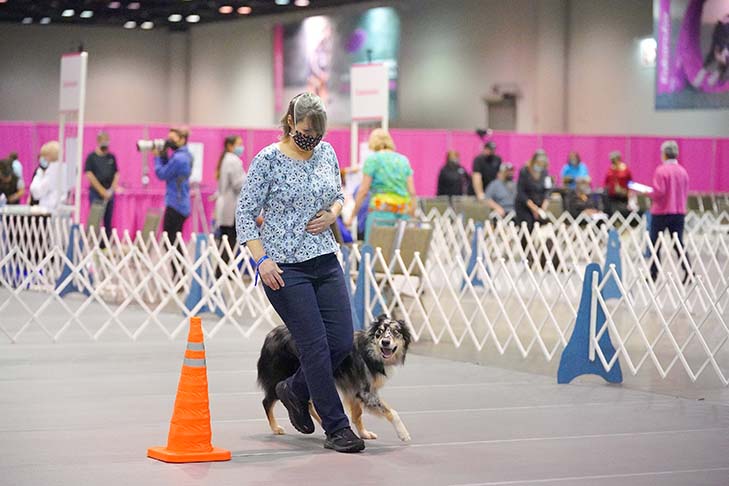 First Place Open Class: Blue Skies At Dejavu UD (Willie), Australian Shepherd. Handled by: Kathleen Keller.