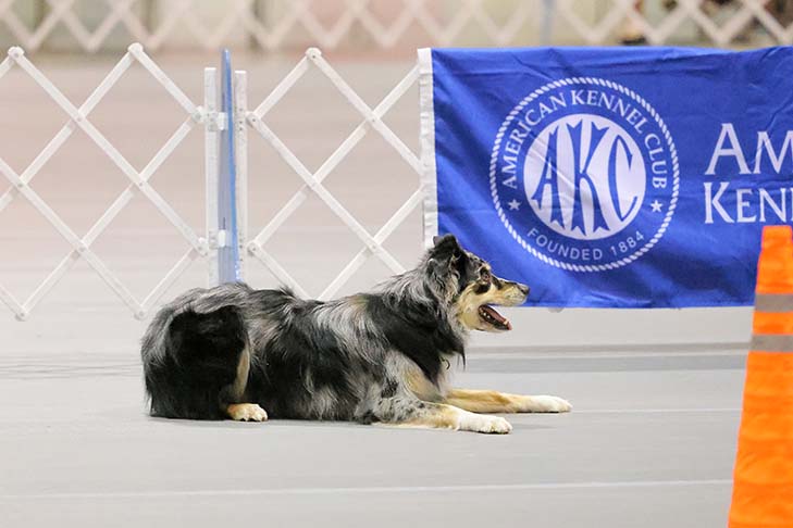 First Place Open Class: Blue Skies At Dejavu UD (Willie), Australian Shepherd. Handled by: Kathleen Keller.
