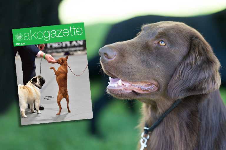 April 2018 AKC Gazette hero