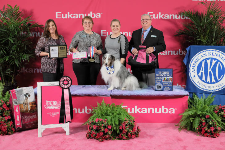 Top Combined award winner: Abigail Stark and Drumlin’s Fuji Made for Pictures CDX BN GN RE (Fuji), a Shetland Sheepdog of Wisconsin; 2018 AKC Juniors Classic.