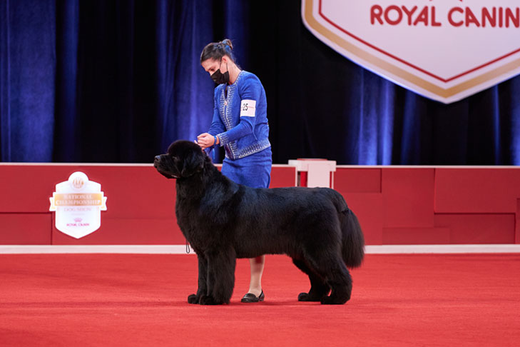 Owner-Handled Working Group First: GCHB CH Bear N Mind's I'M Meant For Something Special DN CGC (Zeke), Newfoundland; 2020 National Owner-Handled Series Finals, Orlando, FL.