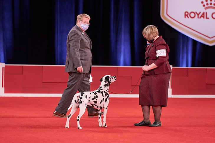 Owner-Handled Non-Sporting Group First: GCHS CH Spotlite & Dblshot's Premier Edition CGC TKN (Eddie), Dalmatian; 2020 National Owner-Handled Series Finals, Orlando, FL.