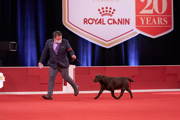 Owner-Handled Sporting Group First: CH Joan Of Arc Aina Labs Pdl, Labrador Retriever; 2020 National Owner-Handled Series Finals, Orlando, FL.