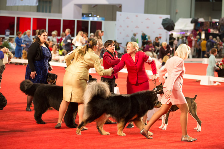 National Owner-Handled Series Finals at the 2017 AKC National Championship presented by Royal Canin, Orlando, FL.