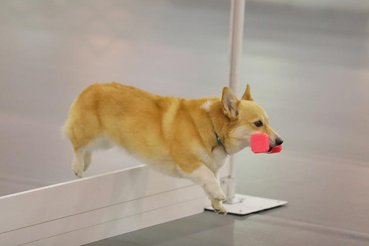 2019 AKC National Obedience Championship held March 16-17, 2019 at the Tulsa Expo Center, Tulsa, Oklahoma.