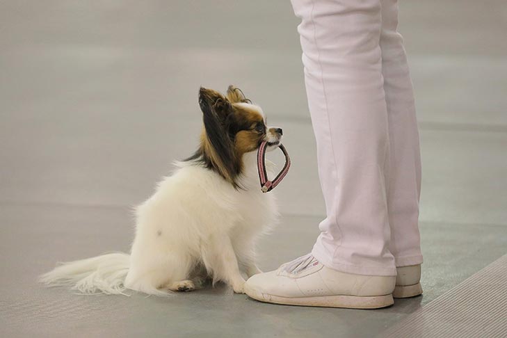 2019 AKC National Obedience Championship held March 16-17, 2019 at the Tulsa Expo Center, Tulsa, Oklahoma.
