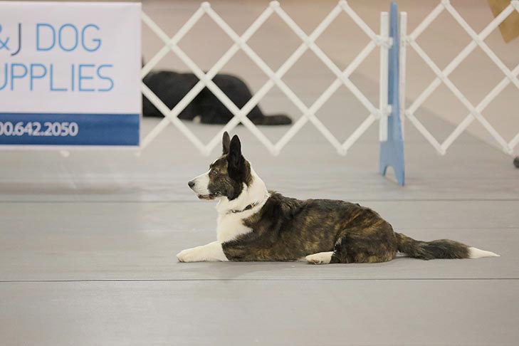 2019 AKC National Obedience Championship held March 16-17, 2019 at the Tulsa Expo Center, Tulsa, Oklahoma.