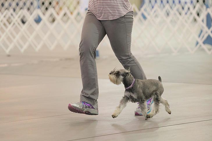 2019 AKC National Obedience Championship held March 16-17, 2019 at the Tulsa Expo Center, Tulsa, Oklahoma.
