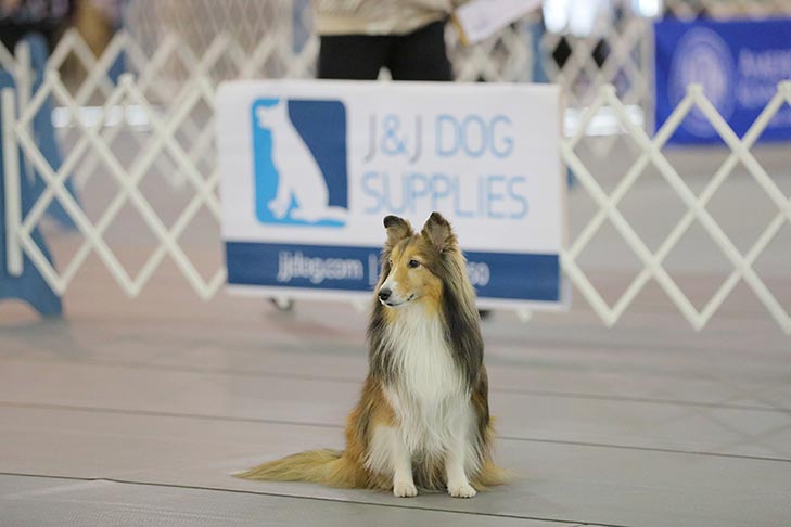 2019 AKC National Obedience Championship held March 16-17, 2019 at the Tulsa Expo Center, Tulsa, Oklahoma.