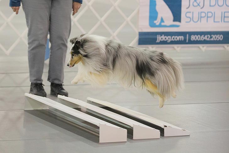 2019 AKC National Obedience Championship held March 16-17, 2019 at the Tulsa Expo Center, Tulsa, Oklahoma.