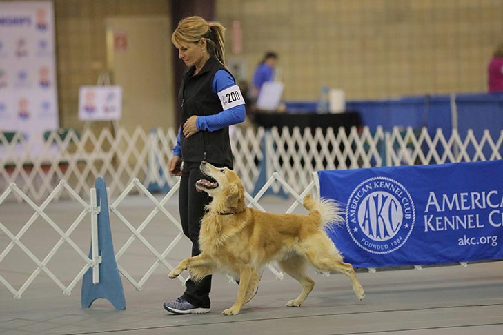 2019 AKC National Obedience Championship held March 16-17, 2019 at the Tulsa Expo Center, Tulsa, Oklahoma.