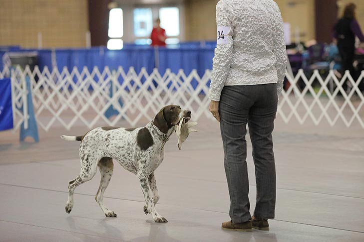 2019 AKC National Obedience Championship held March 16-17, 2019 at the Tulsa Expo Center, Tulsa, Oklahoma.