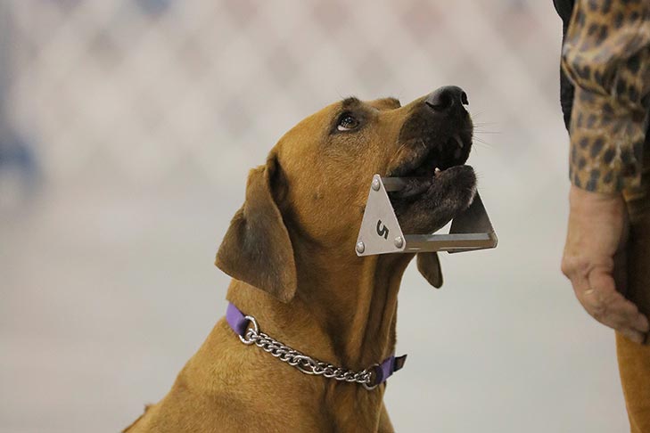 2019 AKC National Obedience Championship held March 16-17, 2019 at the Tulsa Expo Center, Tulsa, Oklahoma.