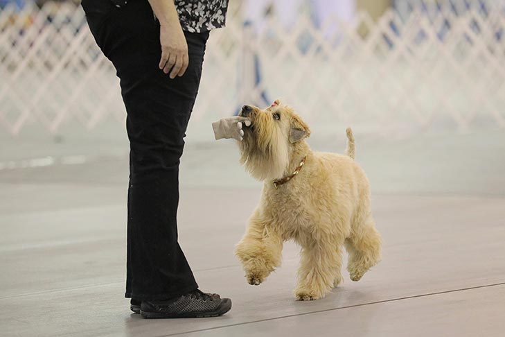 2019 AKC National Obedience Championship held March 16-17, 2019 at the Tulsa Expo Center, Tulsa, Oklahoma.