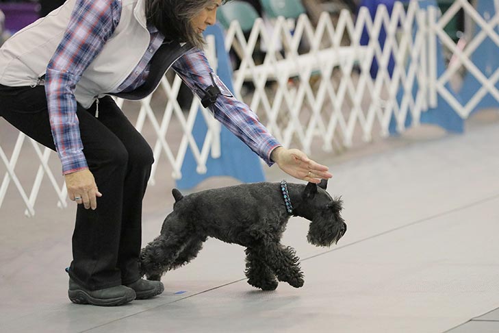 2019 AKC National Obedience Championship held March 16-17, 2019 at the Tulsa Expo Center, Tulsa, Oklahoma.