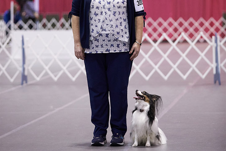 A Papillon performing a sit and stay at the 2018 AKC Obedience Classic.