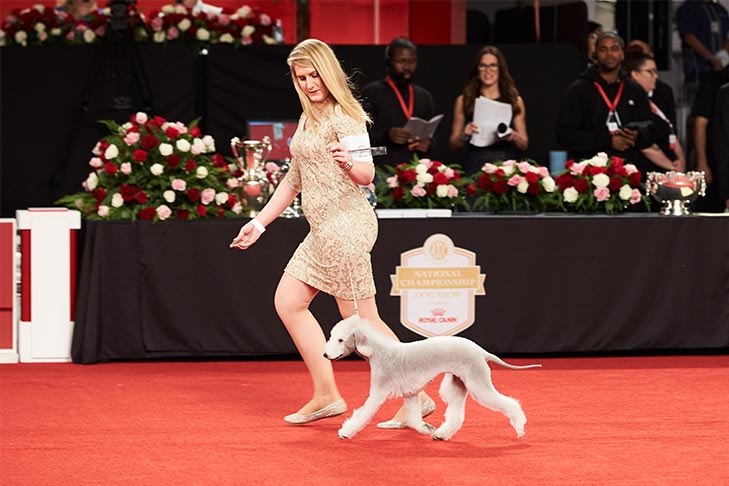 Owner-Handled Best in Show, Owner-Handled Terrier Group First, and Owner-Handled Best of Breed: GCHG CH Lamz Strike A Pose RN CAA CGC TKN (Vogue), Bedlington Terrier; AKC National Owner-Handled Series Finals at the 2018 AKC National Championship presented by Royal Canin, Orlando, FL.