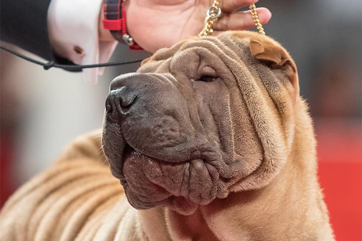 Owner-Handled Non-Sporting Group First and Owner-Handled Best of Breed: GCHG CH Majesty's Legaxy Another Easy Masterpiece, Chinese Shar-Pei; AKC National Owner-Handled Series Finals at the 2017 AKC National Championship presented by Royal Canin, Orlando, FL.