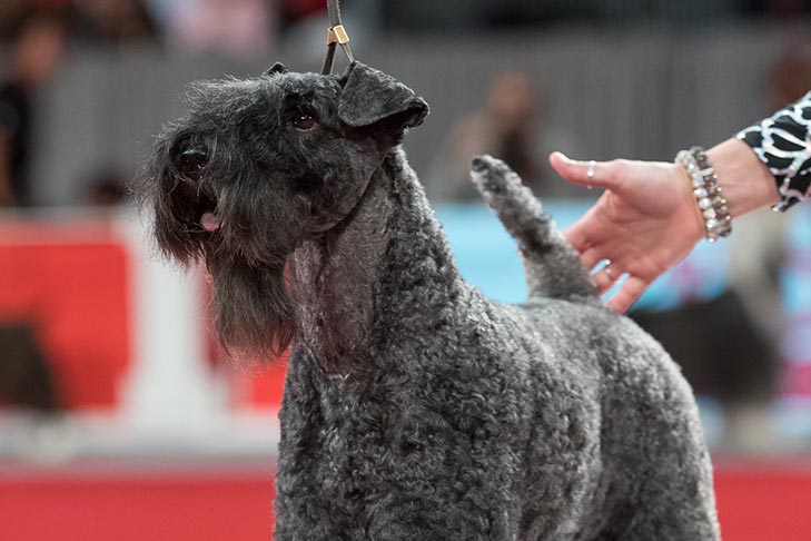 Owner-Handled Terrier Group First and Owner-Handled Best of Breed: GCHS CH Kerzmin's Diamonds Are Forever, Kerry Blue Terrier; AKC National Owner-Handled Series Finals at the 2017 AKC National Championship presented by Royal Canin, Orlando, FL.