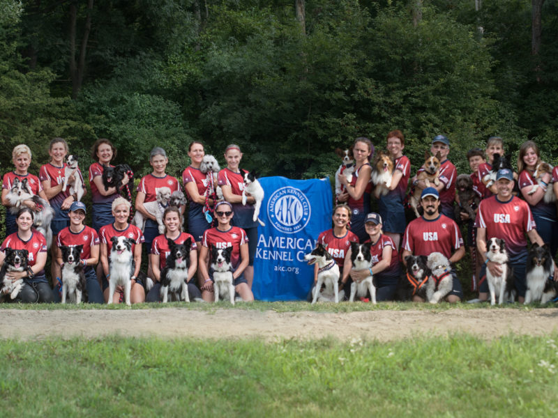 AKC-European-Open-Agility-Team akclive