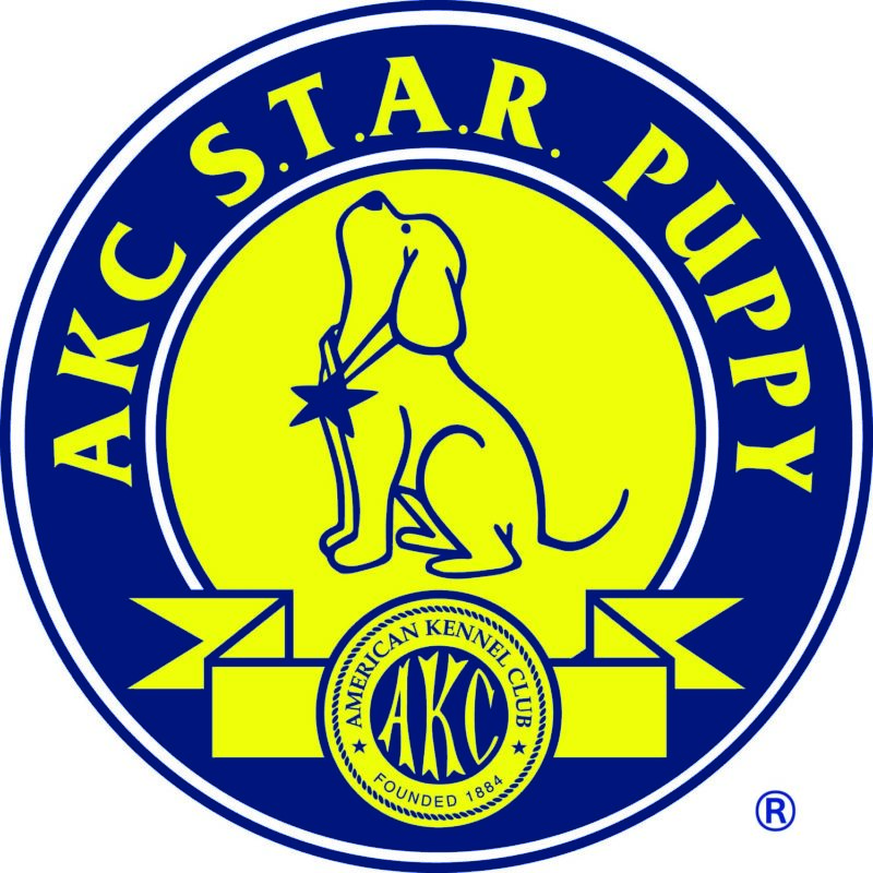AKC S.T.A.R. Puppy American Kennel Club