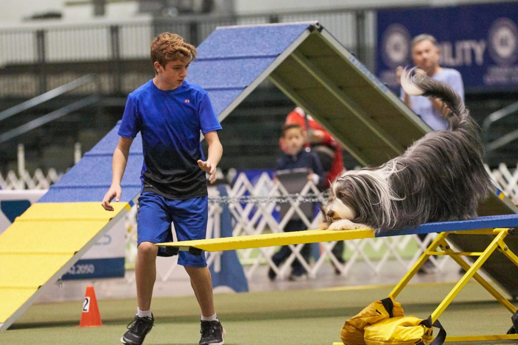 Bearded Collie on the seesaw at the 2018 AKC Junior Agility Competition, Orlando, FL.