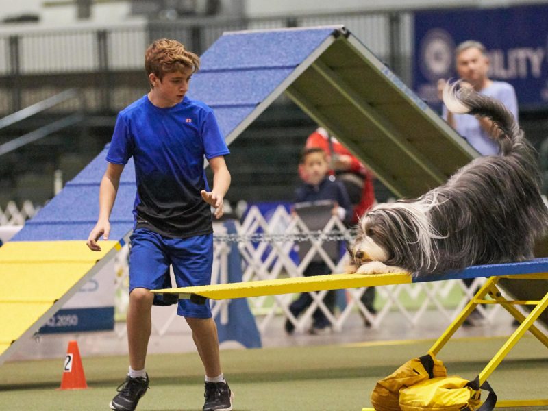 Bearded Collie on the seesaw at the 2018 AKC Junior Agility Competition, Orlando, FL.