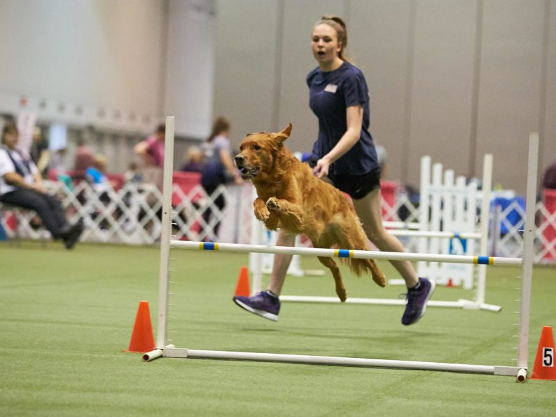 Golden Retriever leaping over a jump at the 2018 AKC Junior Agility Competition, Orlando, FL.
