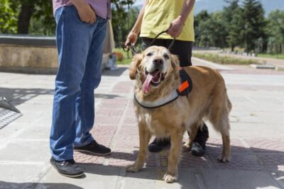 Golden Retriever service dog waiting while people talk outdoors.