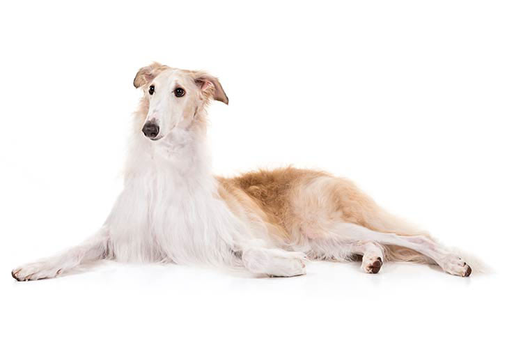Borzoi lying down sideways facing forward