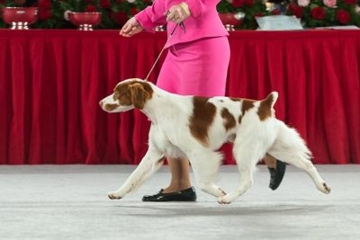 brittany spaniel akc
