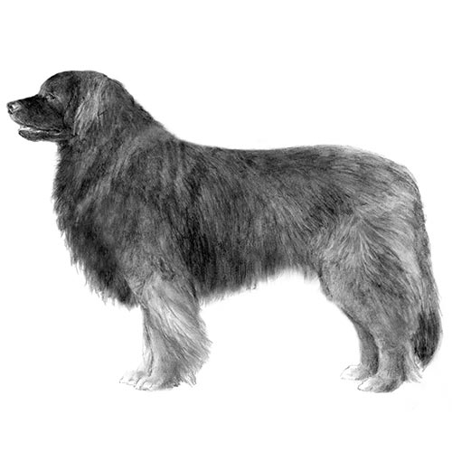 kennel leonberger