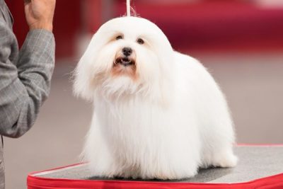 akc coton de tulear