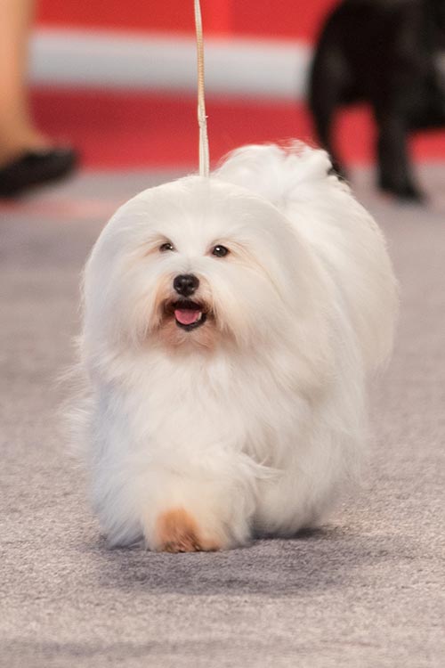 Coton de Tulear Dog Breed Information