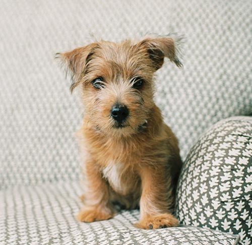 cleaning supplies safe for dogs