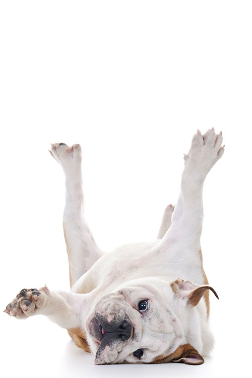 Bulldog Dog Breed Information