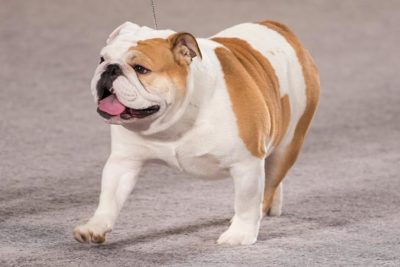 Bulldog Pictures American Kennel Club