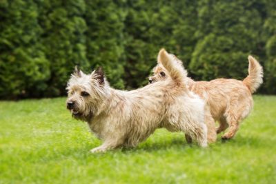 akc cairn terrier