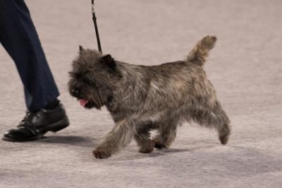 akc cairn terrier
