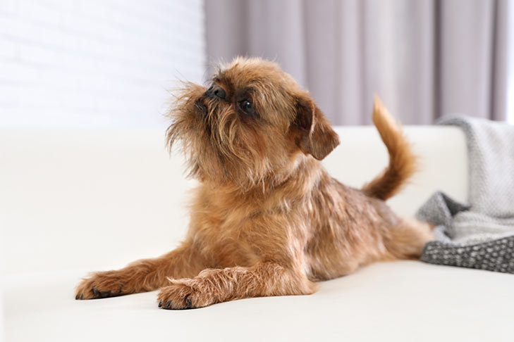 Brussels Griffon Dog Breed Information