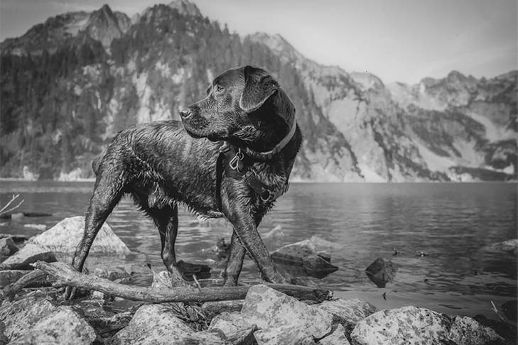 Black Labrador Retriever in a mountainous landscape.