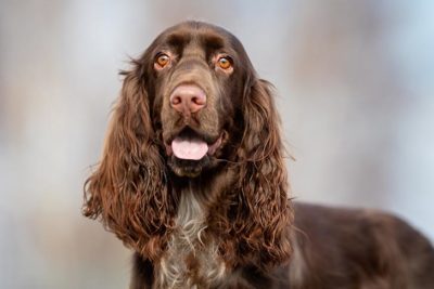 akc field spaniel