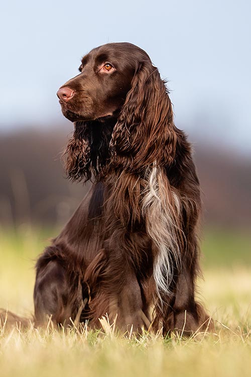 Field Spaniel Dog Breed Information