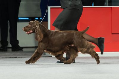 akc field spaniel