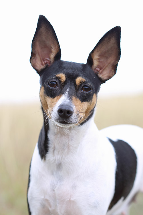 Toy Fox Terrier Dog Breed Information