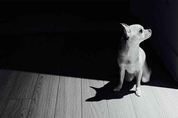 Chihuahua sitting in dramatic lighting.