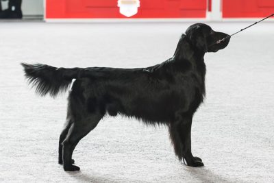 akc flat coated retriever