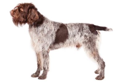 Wirehaired Pointing Griffon
