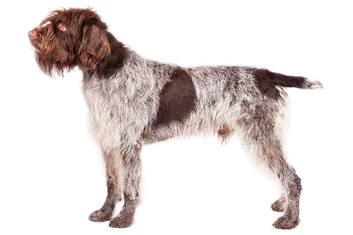 Wirehaired Pointing Griffon.1 الدليل الشامل حول أسعار كلاب جريفون 2 الدليل الشامل حول أسعار كلاب جريفون